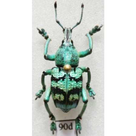 Eupholus chevrolati Guérin-Meneville, 1830 Indonesia, Aru Is90d